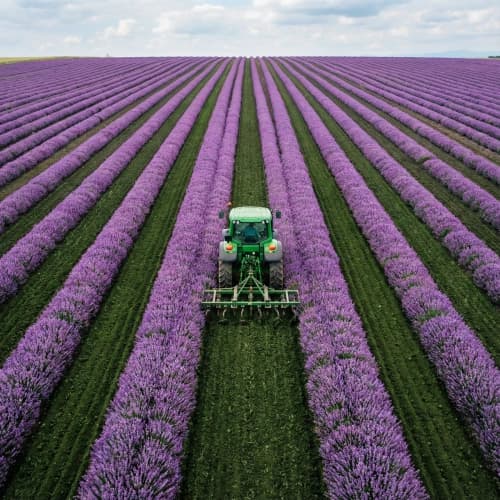 Isometric Lavender Tractor